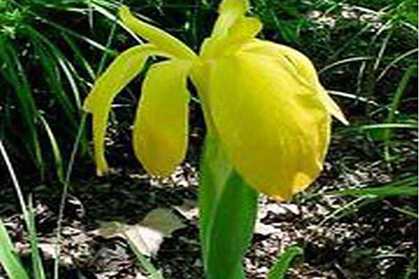 Iris fulva \x27Lois Yellow\x27