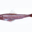 大頭狗母魚 大頭狗母魚