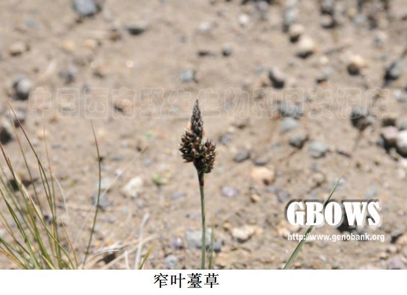 窄葉薹草 窄葉薹草