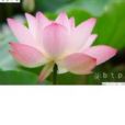 綺蓮媚情