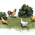 家禽(人工豢養的鳥類動物)