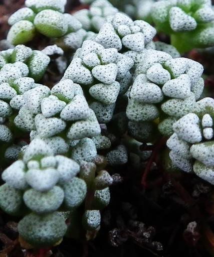 白妙(植物) 白妙(植物)
