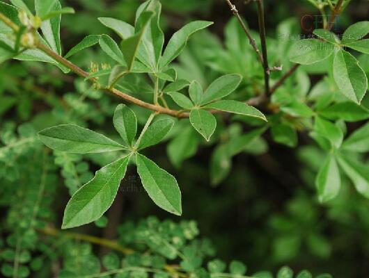 小葉荊