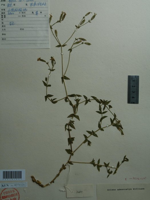 球萼蠅子草 球萼蠅子草