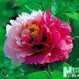 花二喬 花二喬