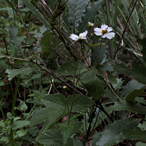 Alloispermum michoacanum