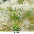 毛谷精草 毛谷精草