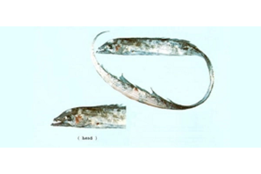 狹顱帶魚 狹顱帶魚