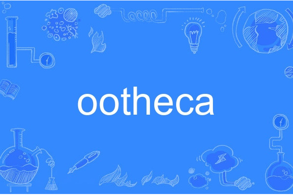 ootheca ootheca