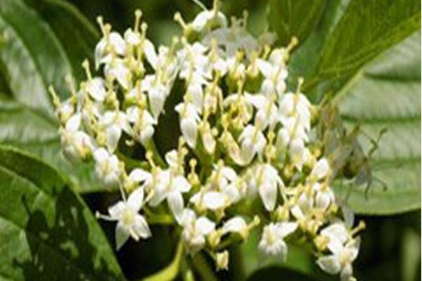 Cornus sericea \x27Flaviramea\x27 Cornus sericea \x27Flaviramea\x27