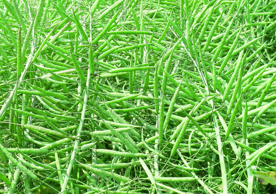 聯雜油8號 聯雜油8號