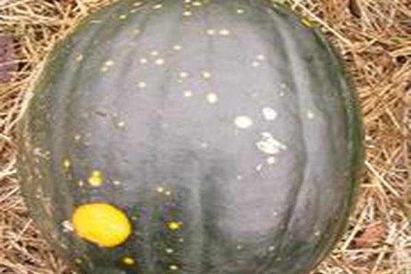 Citrullus lanatus Citrullus lanatus
