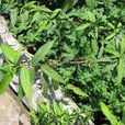 冬里麻(植物) 冬里麻(植物)