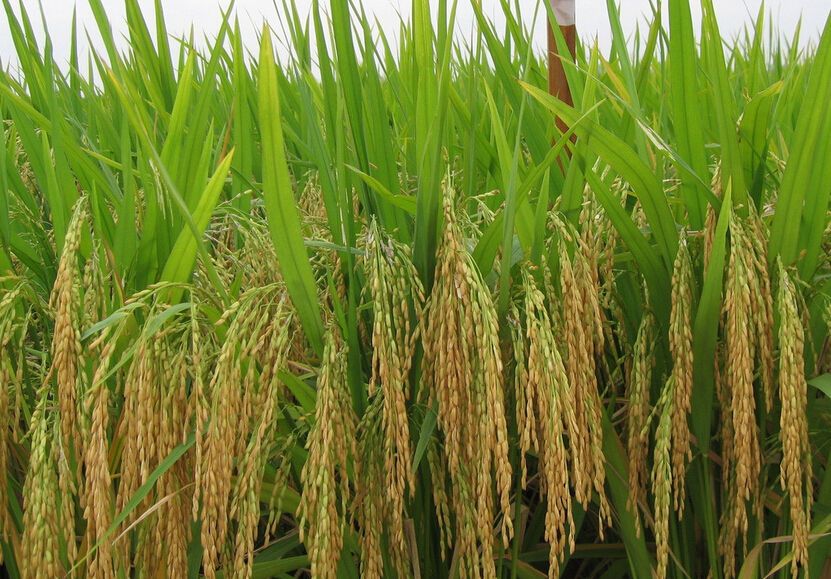 岫粳21號 岫粳21號
