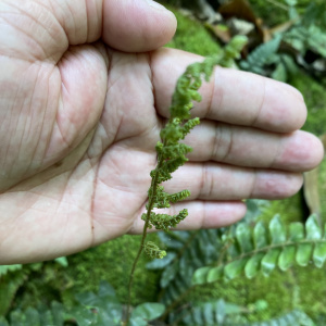 Anemia collina
