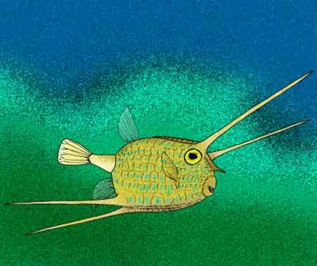 始盒魚 始盒魚