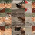 拼出動物 拼出動物
