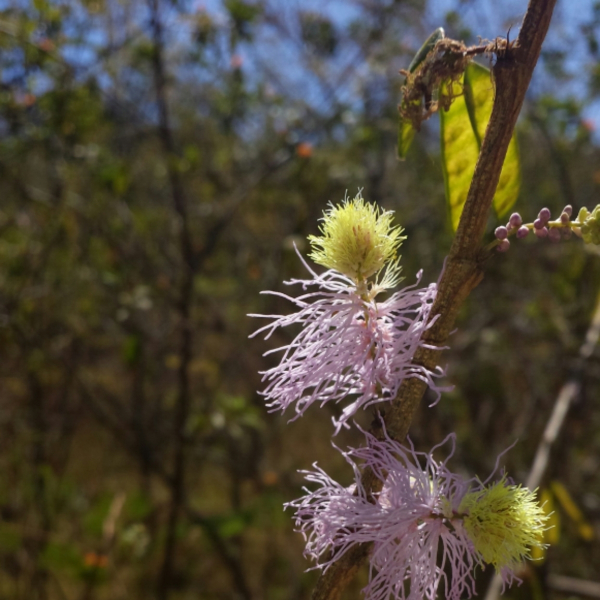 Dichrostachys akataensis