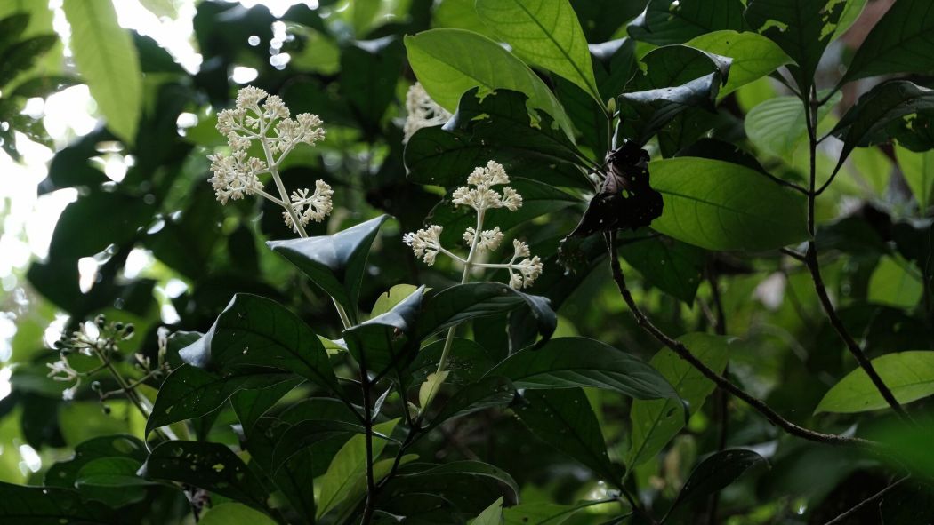 Psychotria guianensis