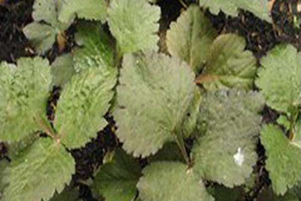 Cryptotaenia japonica f. atropurpurea