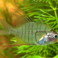 雙邊魚科