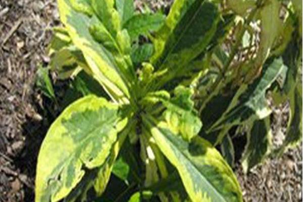 Phlox paniculata \x27Shockwave\x27
