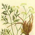 茴草 茴草