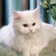 橙眼白貓