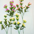 柳狀蕘花 柳狀蕘花