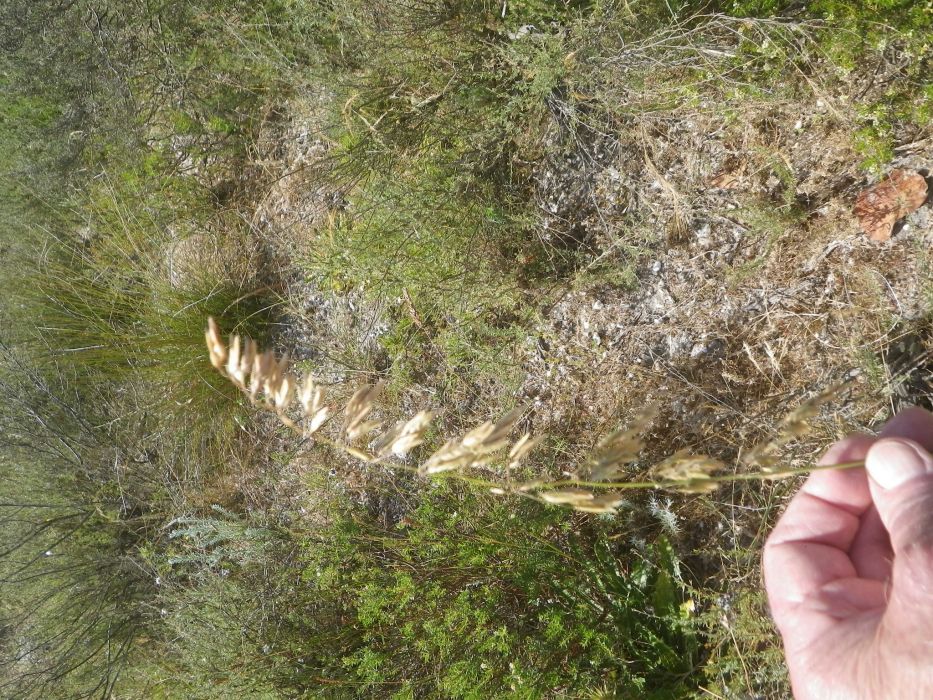 Ehrharta capensis