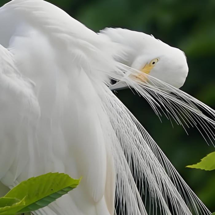 柒玥拍鳥 柒玥拍鳥
