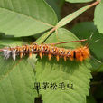 思茅松毛蟲