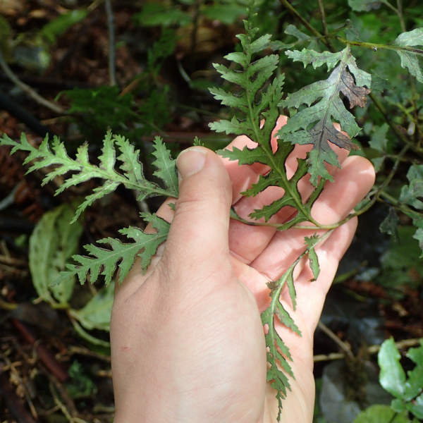 Pteris macilenta