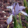 馬藺(馬蘭花（鳶尾科鳶尾屬植物、別名馬藺）)