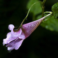 龍蝦花 龍蝦花