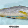 潘納石首魚 潘納石首魚