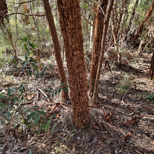 Allocasuarina decussata