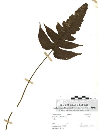 毛囊毛蕨 毛囊毛蕨