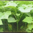 麻風桐 麻風桐