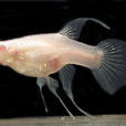 卵胎生魚