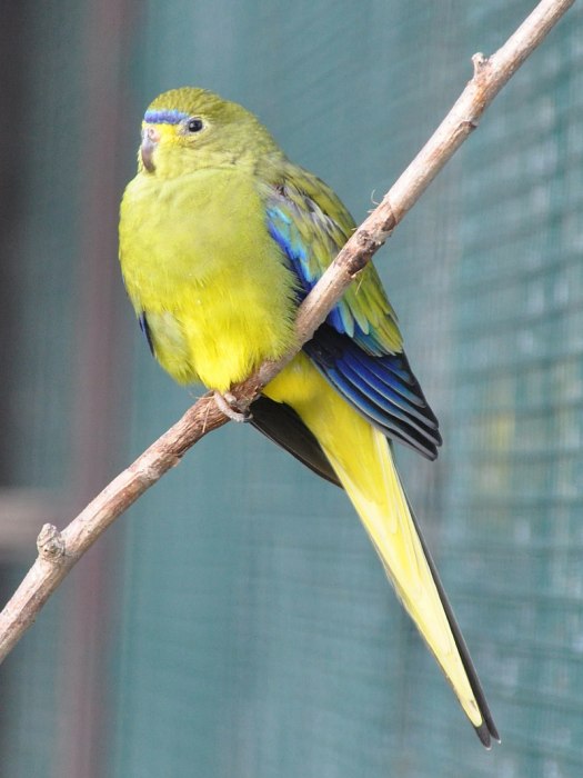 藍眉鸚鵡(優美鸚鵡)