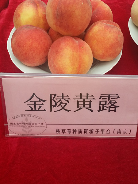 金陵黃露 金陵黃露
