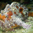 躄魚科 躄魚科
