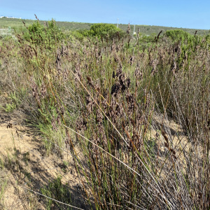 Thamnochortus muirii