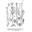小葉亞麻薺 小葉亞麻薺