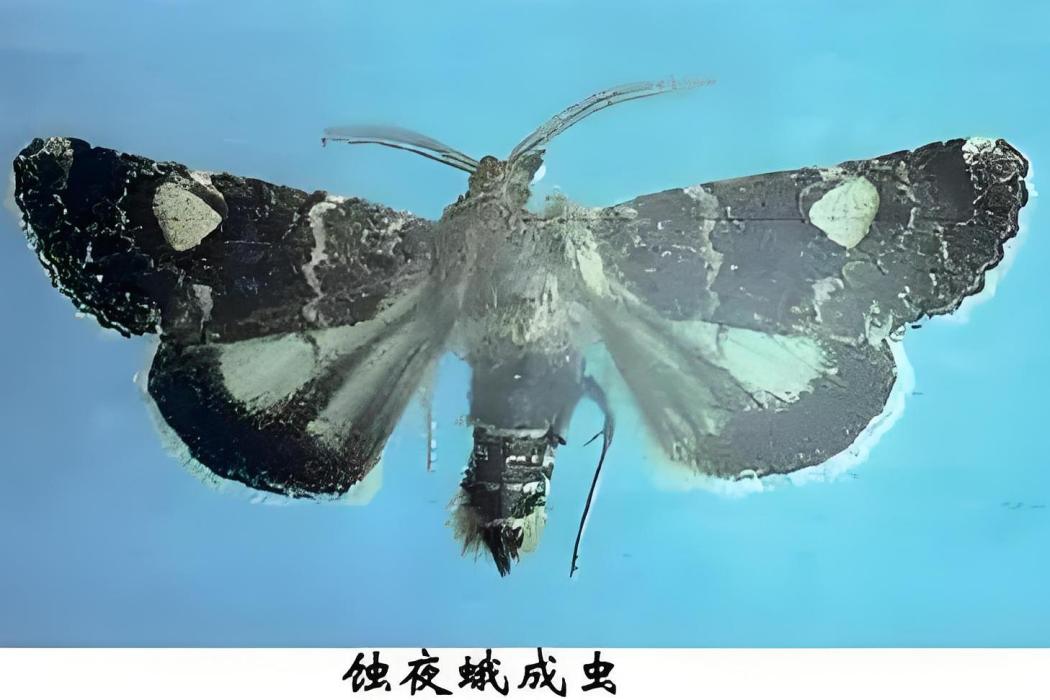 蝕夜蛾 蝕夜蛾