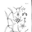 秦嶺藤白前 秦嶺藤白前