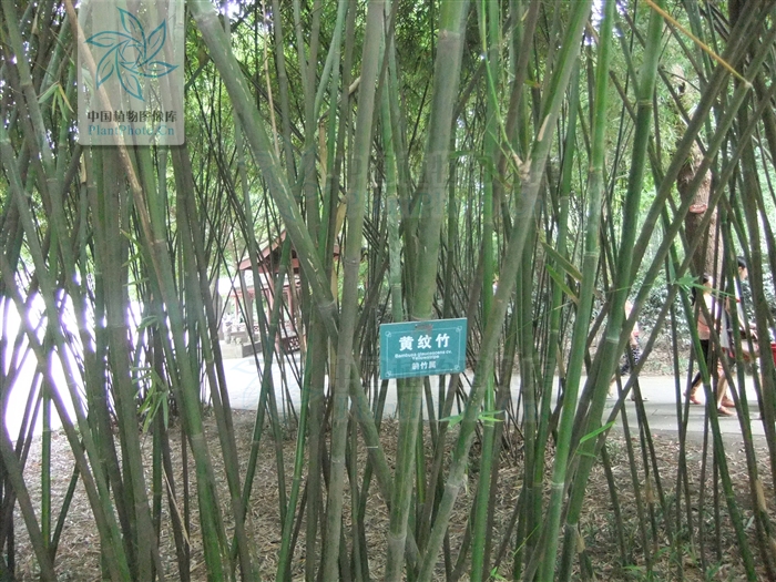 長寧庫-黃紋竹群體