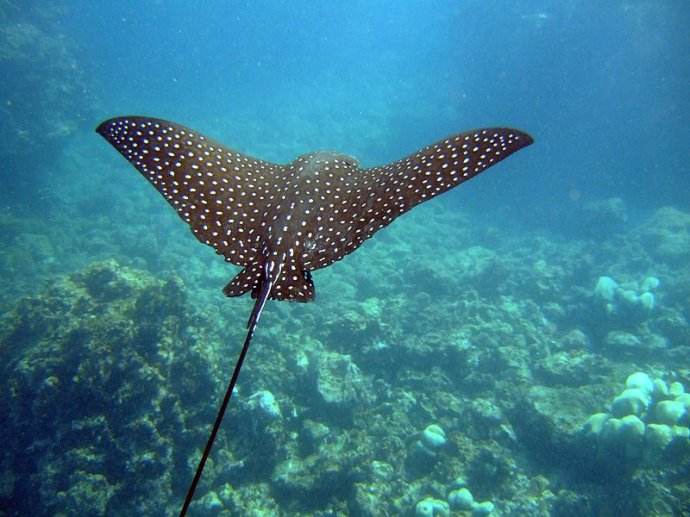 深海底棲生物