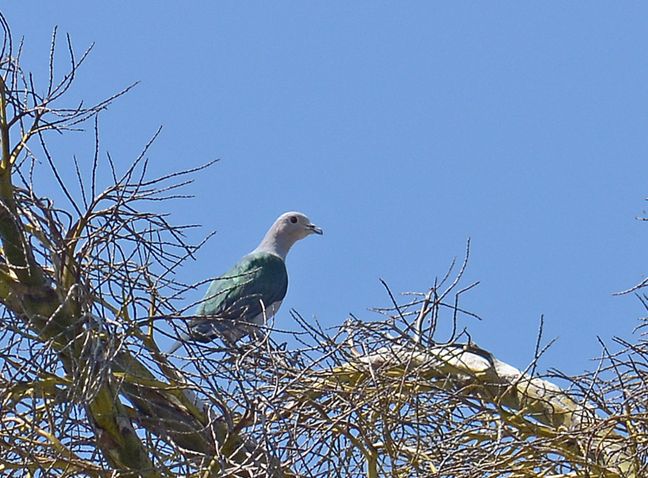 綠皇鳩巴比島亞種